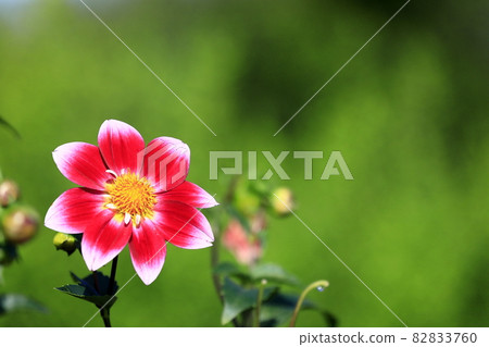 達利亞盛開 82833760