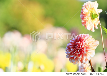 達利亞盛開 82833762