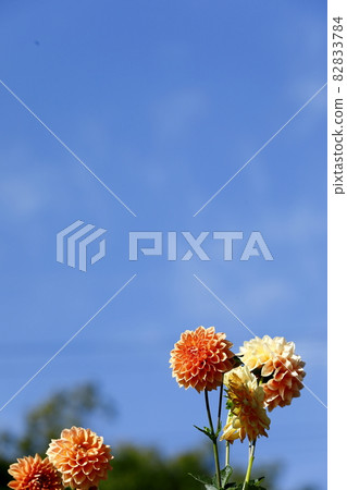 Dalia in full bloom Dalia in full bloom 82833784