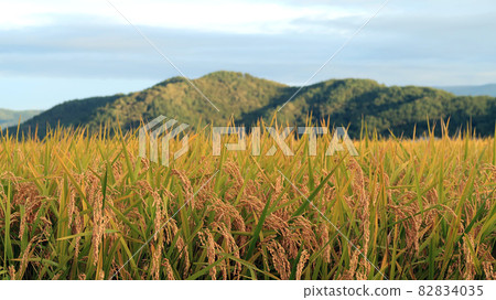 水果米飯 82834035