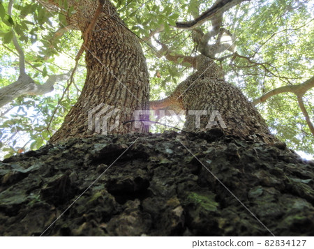 Camphor tree Camphor tree 82834127