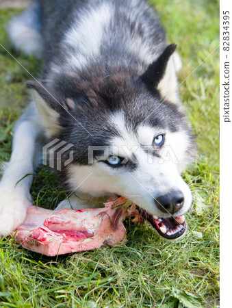 husky dog eat bone 82834395