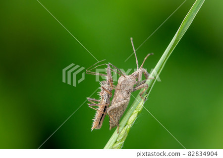 Spike turtle attacking the stink bug Spike turtle attacking the stink bug 82834904