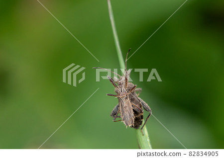 Spike turtle attacking the stink bug Spike turtle attacking the stink bug 82834905