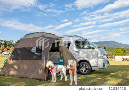 Campsite and dog 82834928