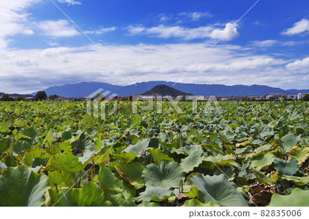 Asuka Asuka 82835006