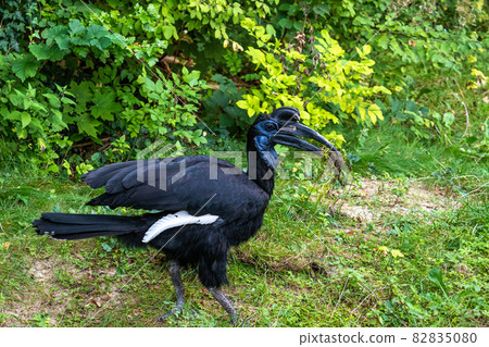 Abyssinian northern Ground Hornbill, Bucorvus abyssinicus strange bird Abyssinian northern Ground Hornbill, Bucorvus abyssinicus strange bird 82835080