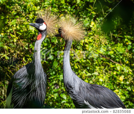 Black Crowned Crane, Balearica pavonina in a park 82835088