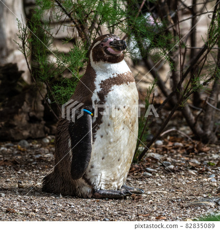 Humboldt Penguin, Spheniscus humboldti in a park 82835089