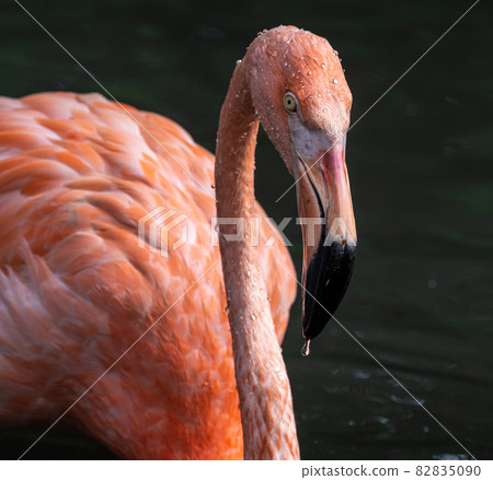 The American flamingo, Phoenicopterus ruber is a large species of flamingo 82835090