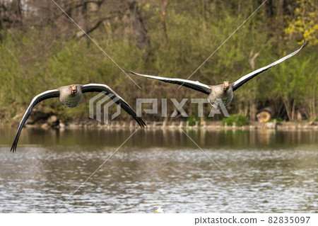 The flying greylag goose, Anser anser is a species of large goose 82835097