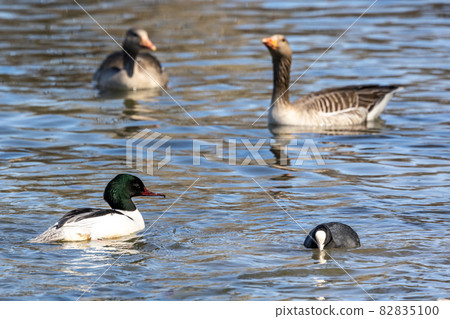 Common Merganser, Goosander, Mergus merganser, swimming on the Kleinhesseloher Lake at Munich, Germany Common Merganser, Goosander, Mergus merganser, swimming on the Kleinhesseloher Lake at Munich, Germany 82835100