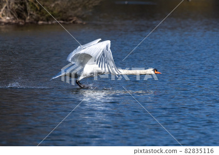 Mute swan, Cygnus olor flying over a lake in the English Garden in Munich, Germany 82835116
