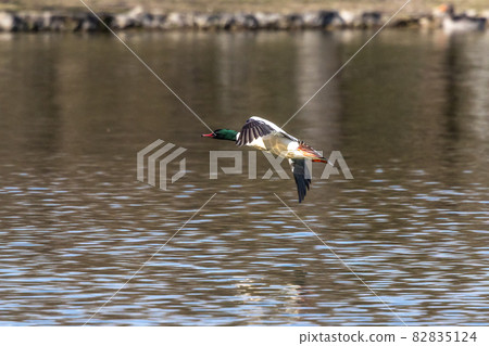Common Merganser, Goosander, Mergus merganser, flying over a lake in Munich, Germany 82835124