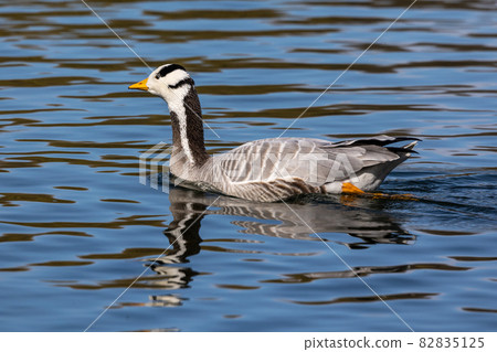 The bar-headed goose, Anser indicus seen in English Garden in Munich 82835125