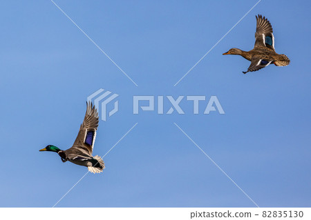 Wild duck or mallard, Anas platyrhynchos flying over a lake in Munich, Germany 82835130