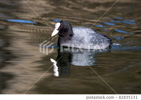 The Eurasian coot, Fulica atra swimming on the Kleinhesseloher Lake at Munich, Germany 82835131