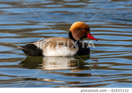 Red-crested Pochard, Netta rufina swimming in a lake at Munich, Germany 82835132