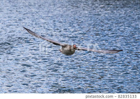 The flying greylag goose, Anser anser is a species of large goose The flying greylag goose, Anser anser is a species of large goose 82835133