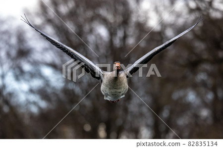 The flying greylag goose, Anser anser is a species of large goose The flying greylag goose, Anser anser is a species of large goose 82835134