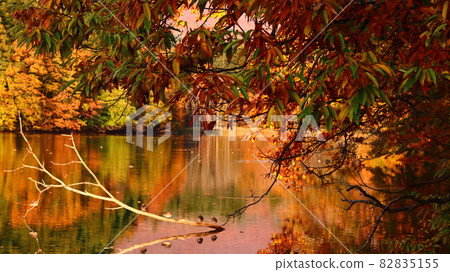 Sasanagare Dam lake with beautiful autumn leaves Sasanagare Dam lake with beautiful autumn leaves 82835155