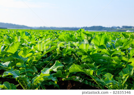 田野(秋天) 田野(秋天) 82835346