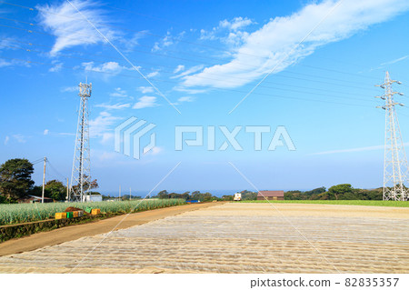 Field (autumn) 82835357