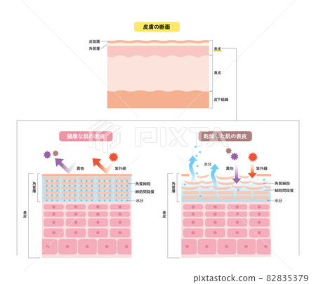 Skin epidermis, skin structure, skin diagram,... - Stock Illustration ...