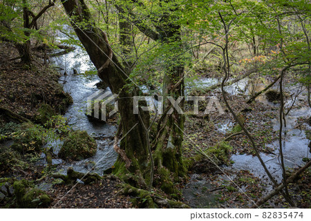 Raised bog source Kokonoe Tadewara Wetland Raised bog source Kokonoe Tadewara Wetland 82835474