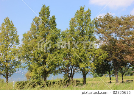 The trees The trees 82835655