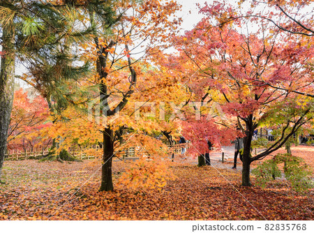Autumn color leaves at Tofukuji temple in Kyoto, Japan Autumn color leaves at Tofukuji temple in Kyoto, Japan 82835768