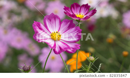 秋天為房總半島增添色彩的波斯菊田 82835847