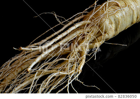 Korean ginseng (chosen carrot) 6 years old and energetic unequaled 82836050