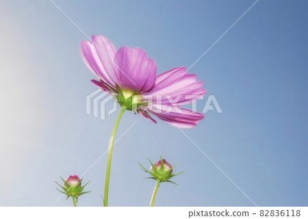 Cosmos flowers 82836118