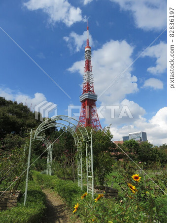 從芝公園看到的東京塔 從芝公園看到的東京塔 82836197