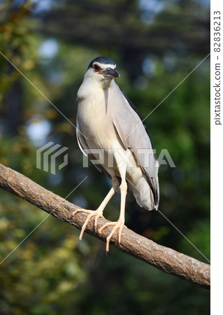 One night heron perching on a tree 82836213