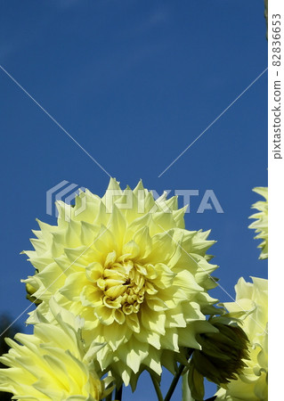 達利亞盛開 82836653