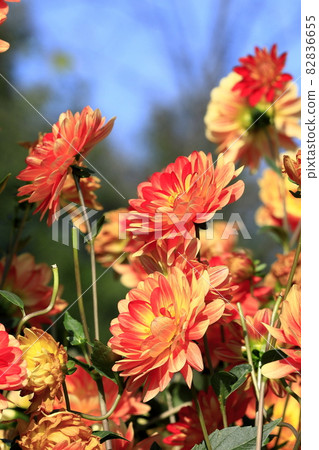 達利亞盛開 82836655