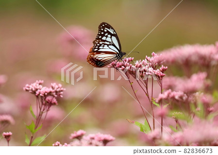 朝日馬達拉吸吮藤原 82836673