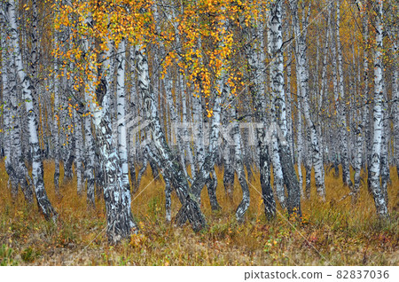 "Autumn collection. All about birch trees" Autumn birch grove. The nature of Eastern Siberia. 82837036