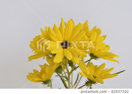Willow Ba Himawari Willow Ba Himawari 82837102