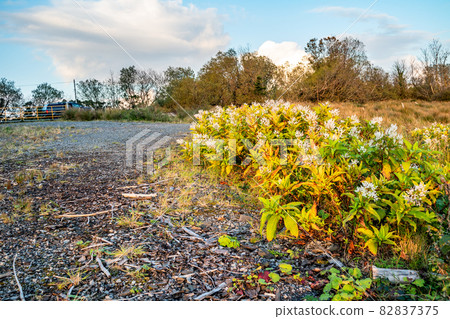 Japanese Knotweed flowering in County Donegal - Ireland 82837375