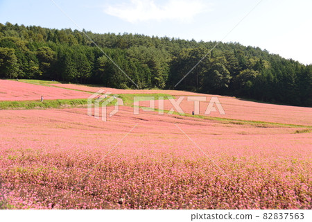 信州伊那高原赤谷之裡 82837563