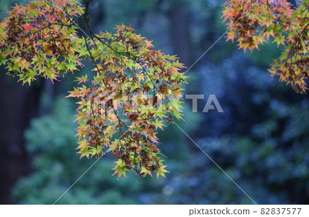 The back is dark, and the autumnal maple leaves in the foreground stand out. 82837577