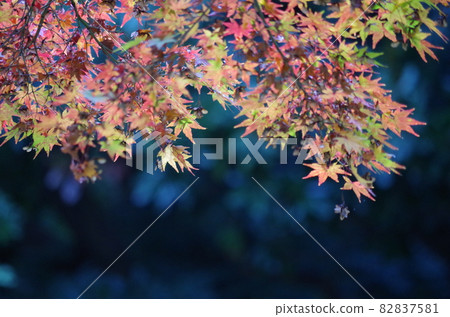 背面是黑暗的，前景中秋天的楓葉很突出。 82837581