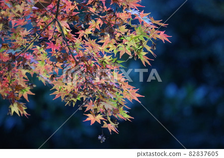 背面是黑暗的,前景中秋天的楓葉很突出。 背面是黑暗的,前景中秋天的楓葉很突出。 82837605