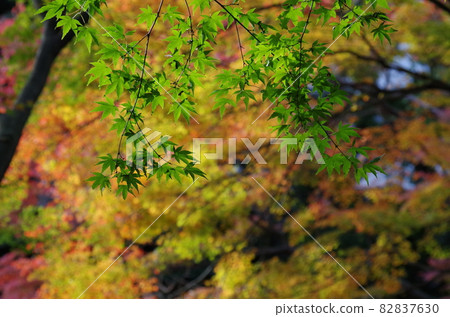 背面是彩色楓木,正面是綠色楓木 背面是彩色楓木,正面是綠色楓木 82837630