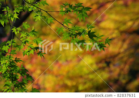 背面是彩色楓木,正面是綠色楓木 背面是彩色楓木,正面是綠色楓木 82837631