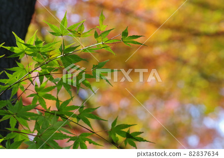 Colorful maple on the back, green maple on the front Colorful maple on the back, green maple on the front 82837634