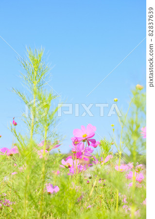 Blue sky and fall cherry tree Blue sky and fall cherry tree 82837639